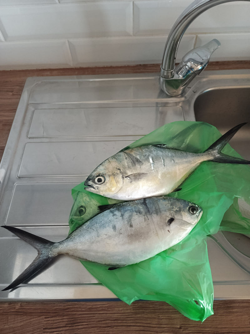 Pompano della Florida — Bild 1