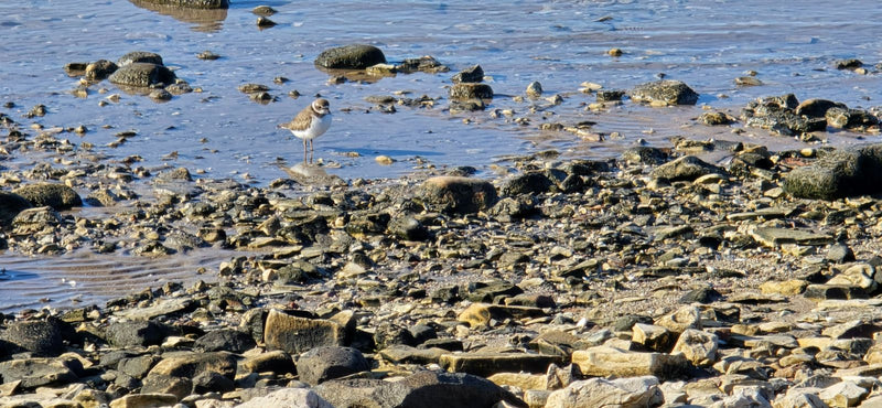 Un corriere piccolo sosta in acque basse lungo una riva sassosa.