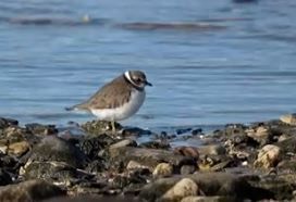 Un corriere piccolo è posizionato di profilo su una riva sassosa vicino all'acqua.