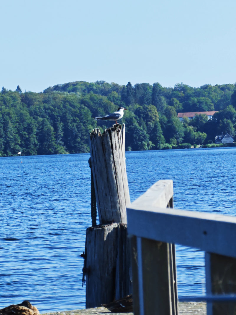 Una sterna comune è appoggiata su un vecchio palo di legno vicino a uno specchio d'acqua. Sfondo con una riva boscosa.
