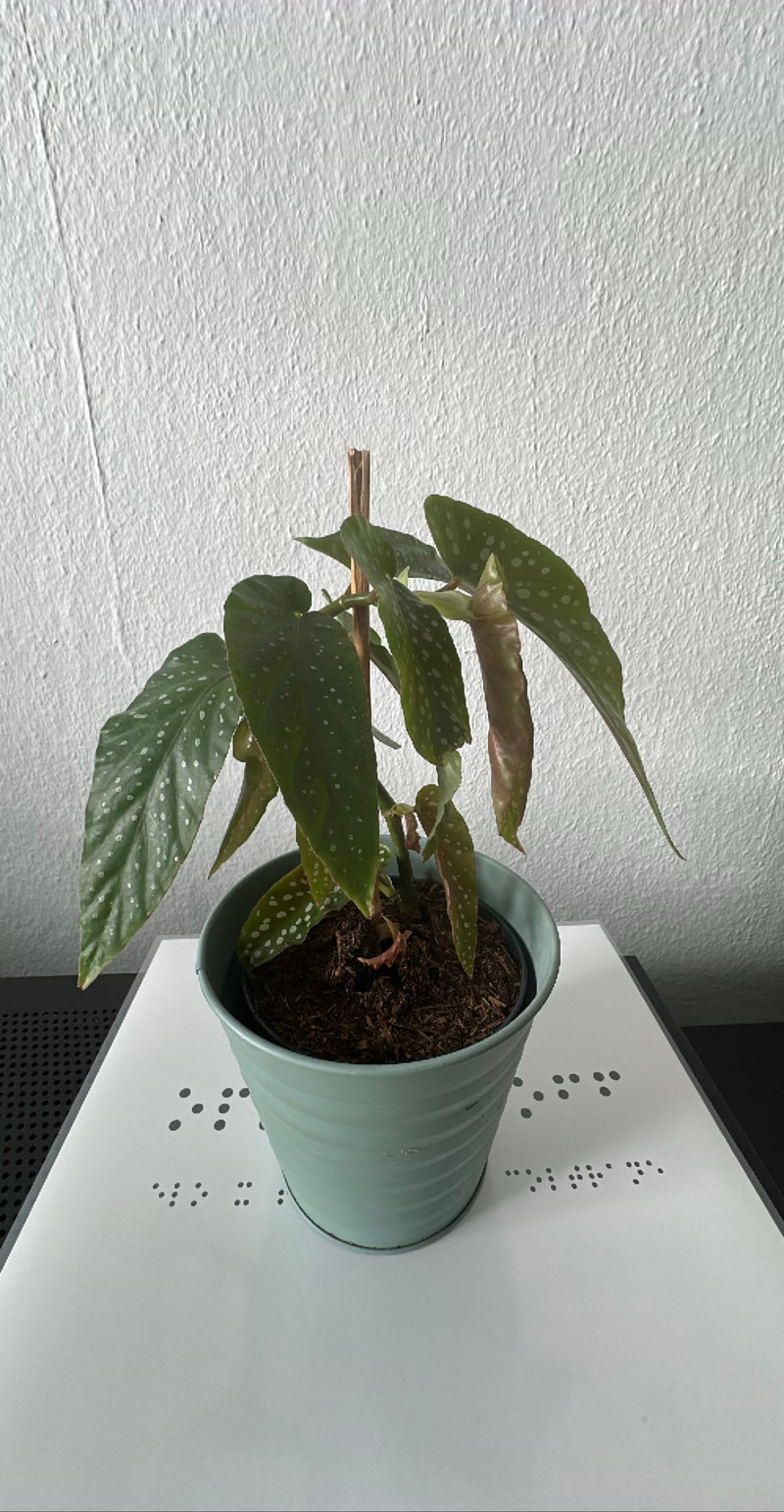 Trota Begonia — Bild 2