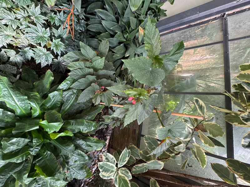 Una Begonia maculata con caratteristiche foglie punteggiate di bianco e piccoli boccioli rosa cresce tra altre piante ornamentali davanti a una vetrata.