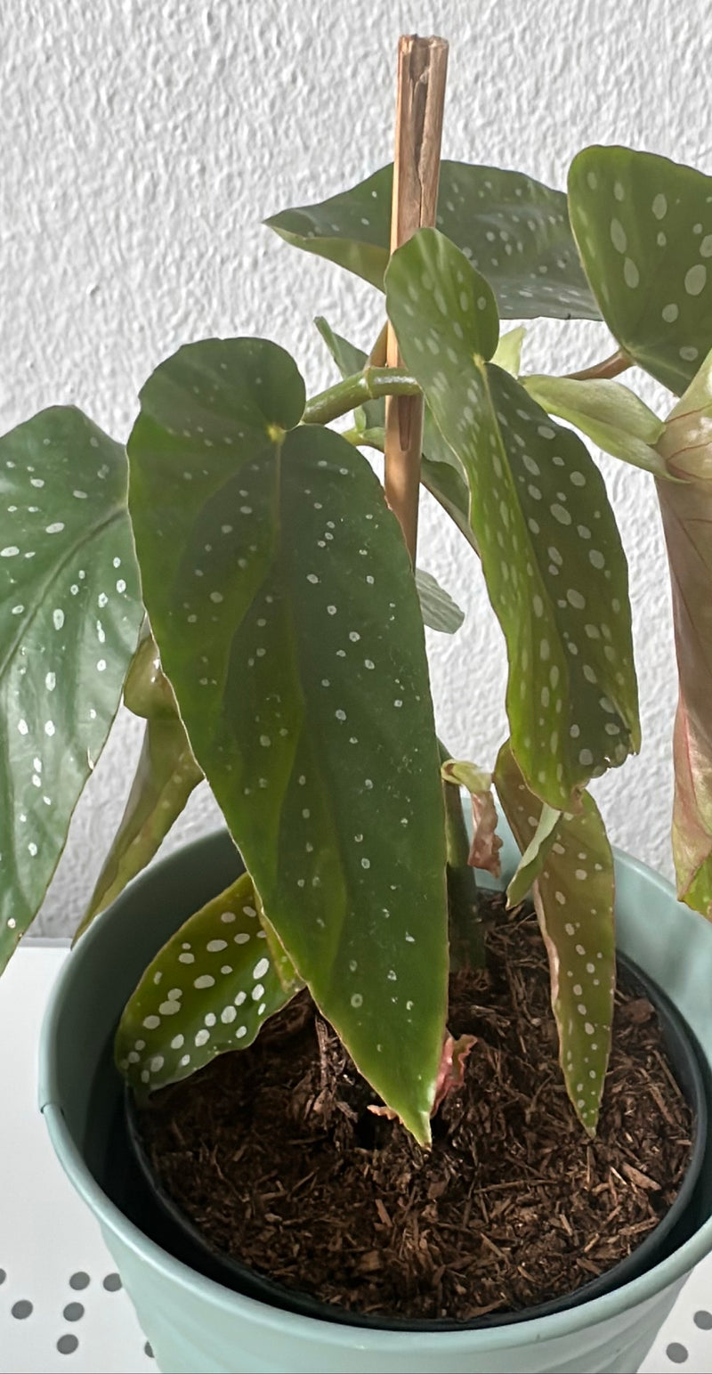 Trota Begonia — Bild 1