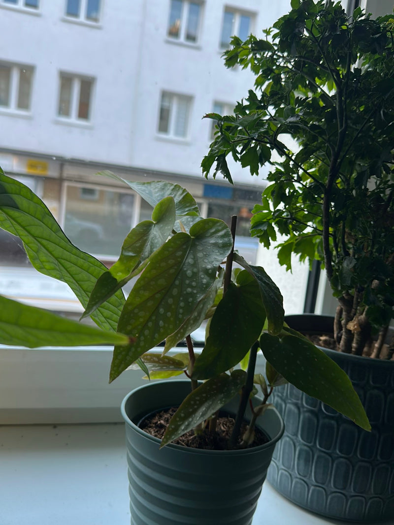 È visibile una begonia maculata in un piccolo vaso di fiori su un davanzale. Le caratteristiche foglie allungate con macchie bianche sono chiaramente riconos...