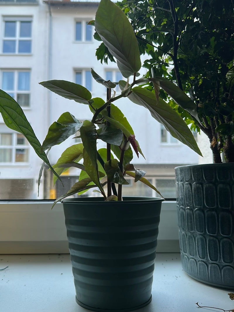 Si vede una begonia maculata in un vaso da fiori verde posizionato su un davanzale. Sfondo sfocato con un edificio.