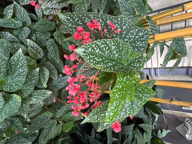 Una Begonia maculata con caratteristiche foglie a pois bianchi e infiorescenze rosa accanto a una struttura in bambù.
