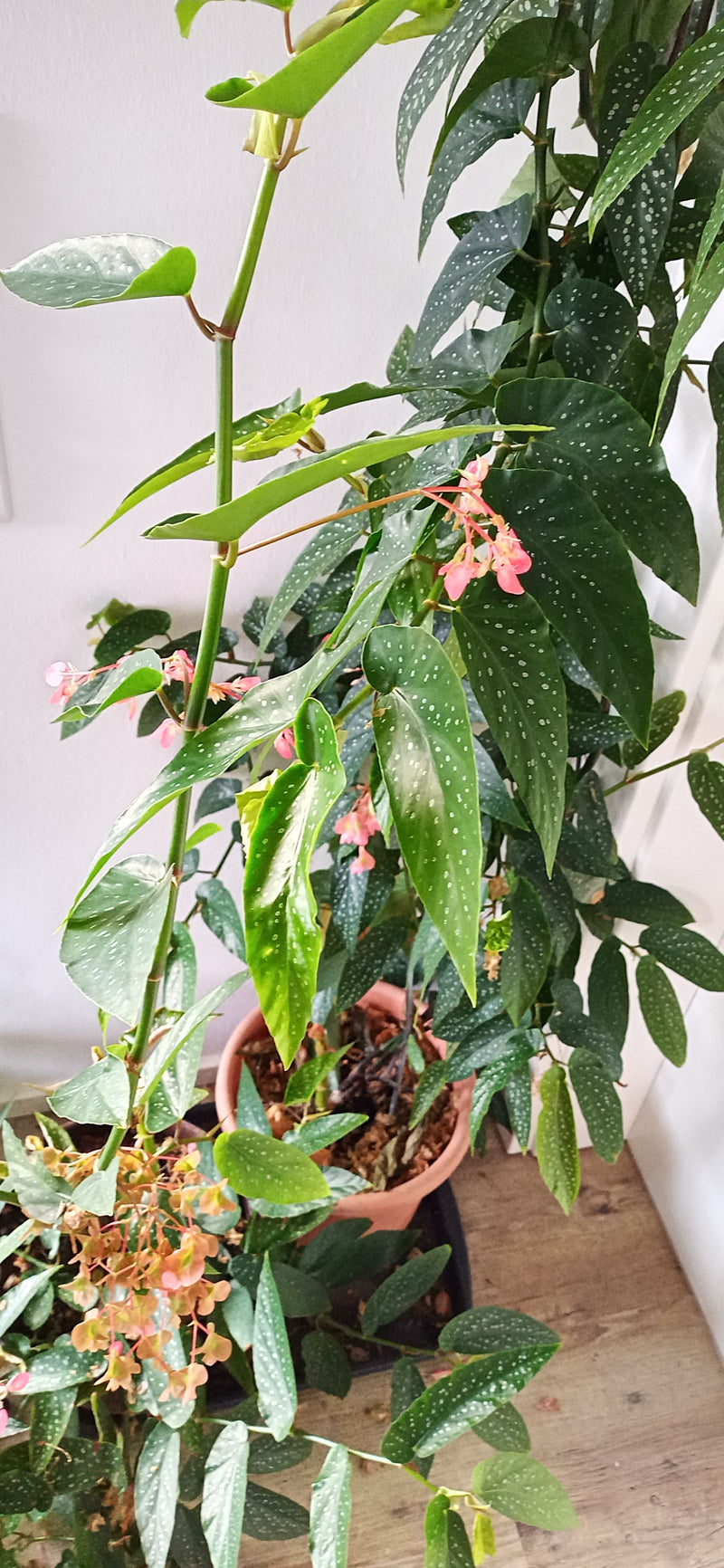 Una Begonia maculata in fiore con caratteristiche foglie verdi a pois bianchi e infiorescenze rosa in vaso.