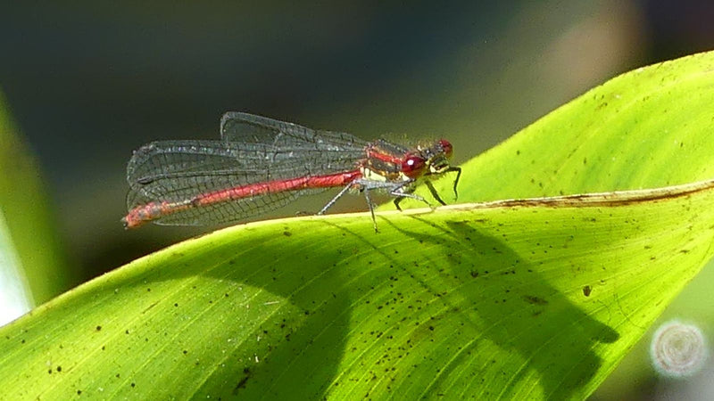 La prima libellula di Adone — Bild 2