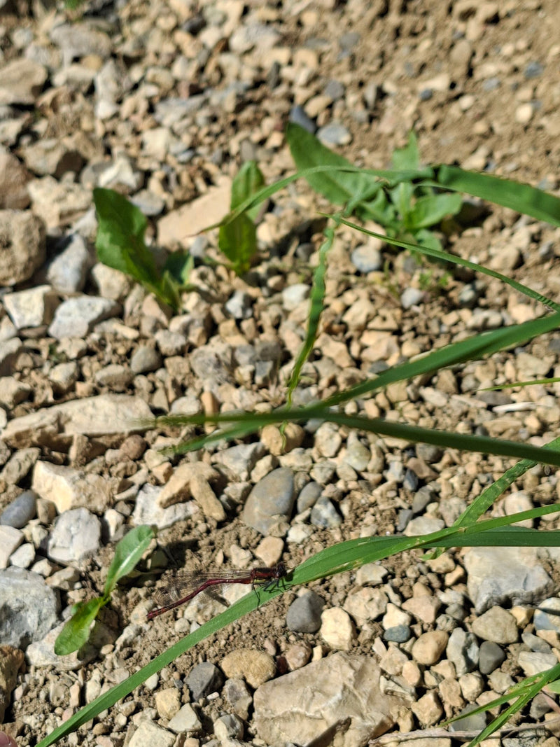 La prima libellula di Adone — Bild 1