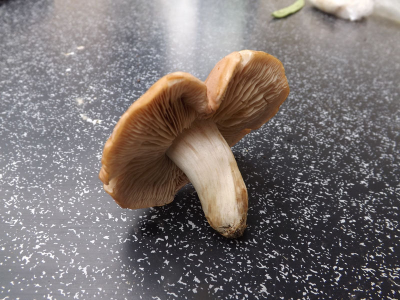 Un agrocybe praecox raccolto poggia su una superficie scura e puntinata, mostrando cappello, lamelle e gambo.