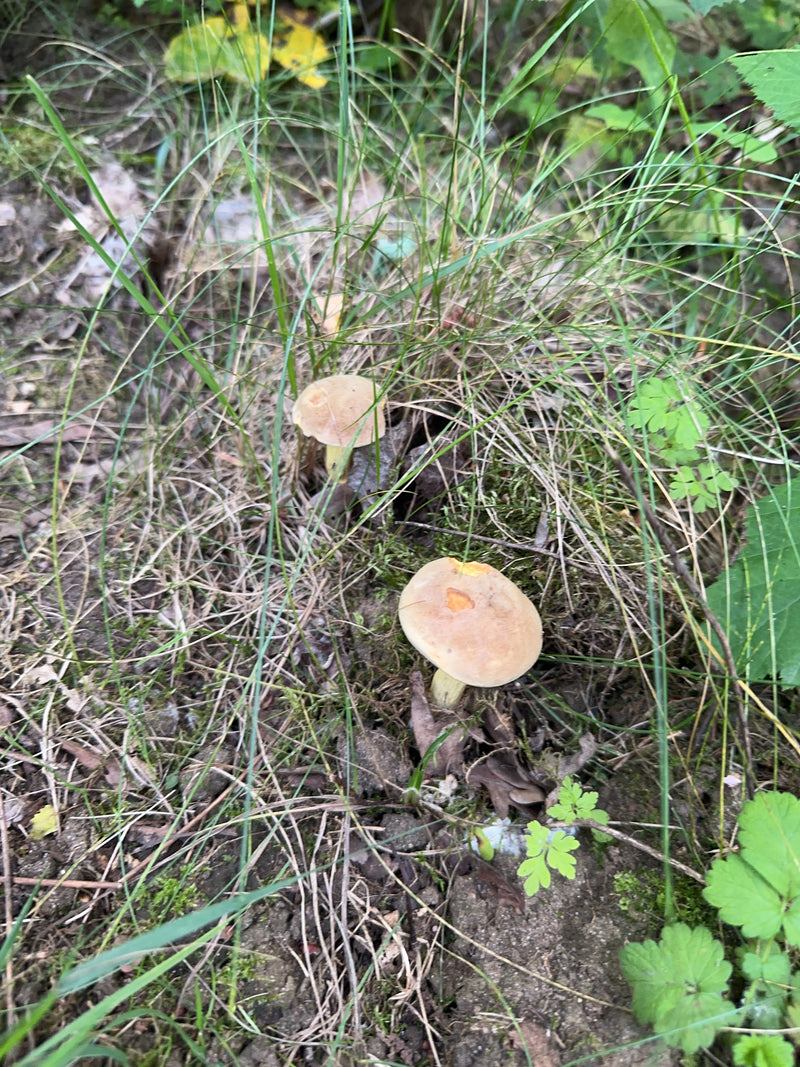Due funghi marrone chiaro crescono chiaramente in mezzo all'erba e alle foglie sul suolo della foresta.