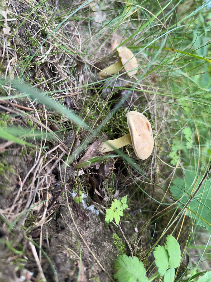 L'immagine mostra due funghi con cappelli e gambi chiari che crescono nell'erba sul terreno. Si tratta del piopparello precoce.