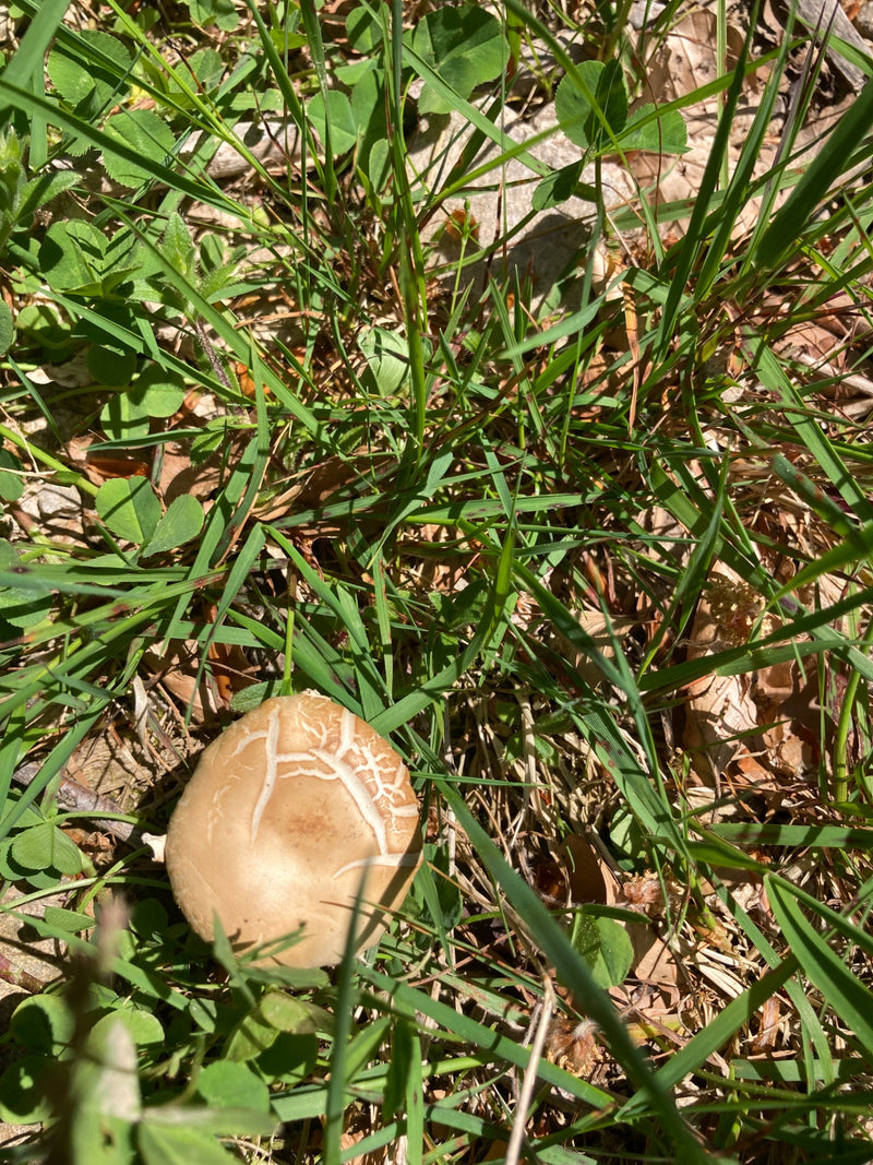 Si vede il cappello marrone chiaro di un agrocybe precoce che cresce tra l'erba verde. Il fungo è chiaramente riconoscibile.