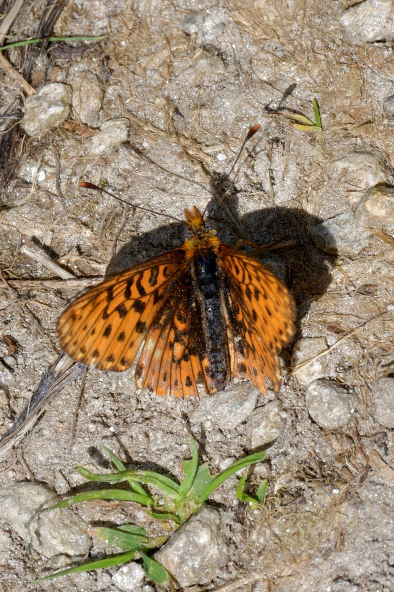 Farfalla fritillare precoce — Bild 1