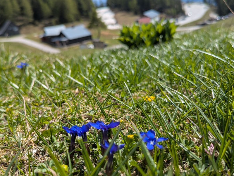 Genziana primaverile — Bild 1