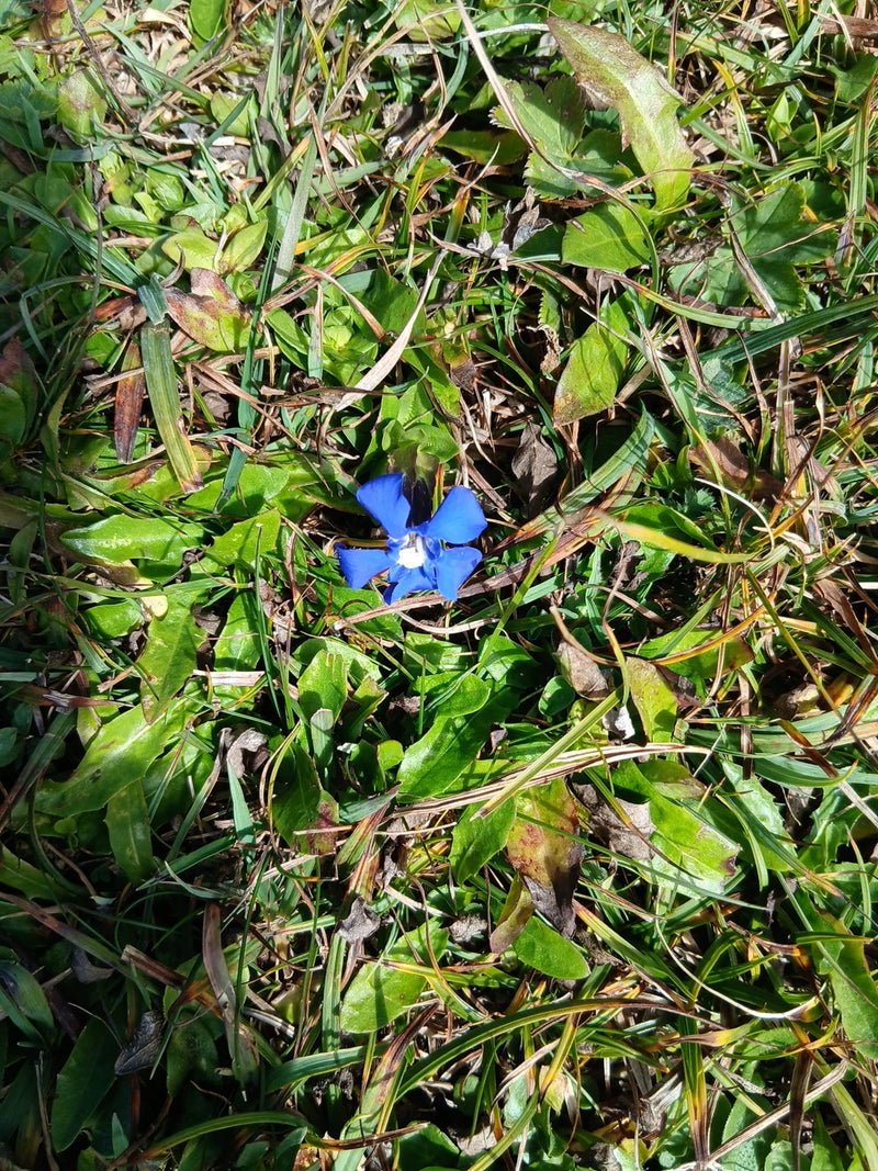 Un fiore aperto, di un blu intenso, di genziana primaticcia cresce tra l'erba fitta.