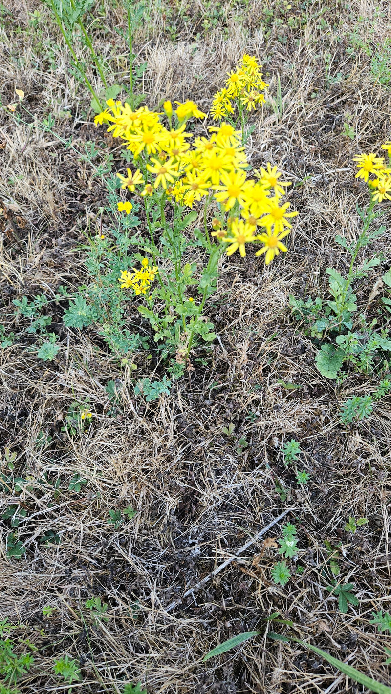Erba tossica primaverile — Bild 1