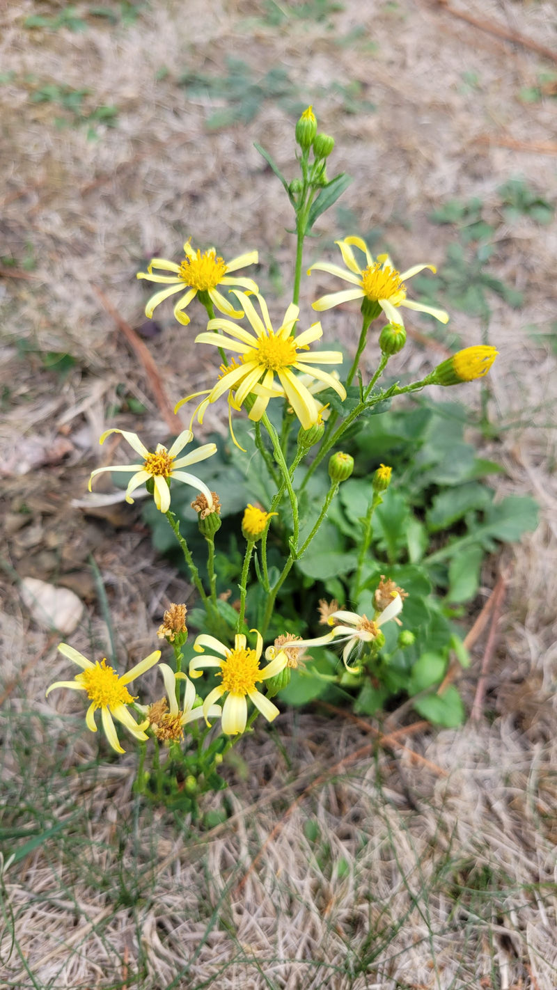 Una pianta fiorita di senecione primaverile con diversi capolini gialli e boccioli su terreno asciutto.