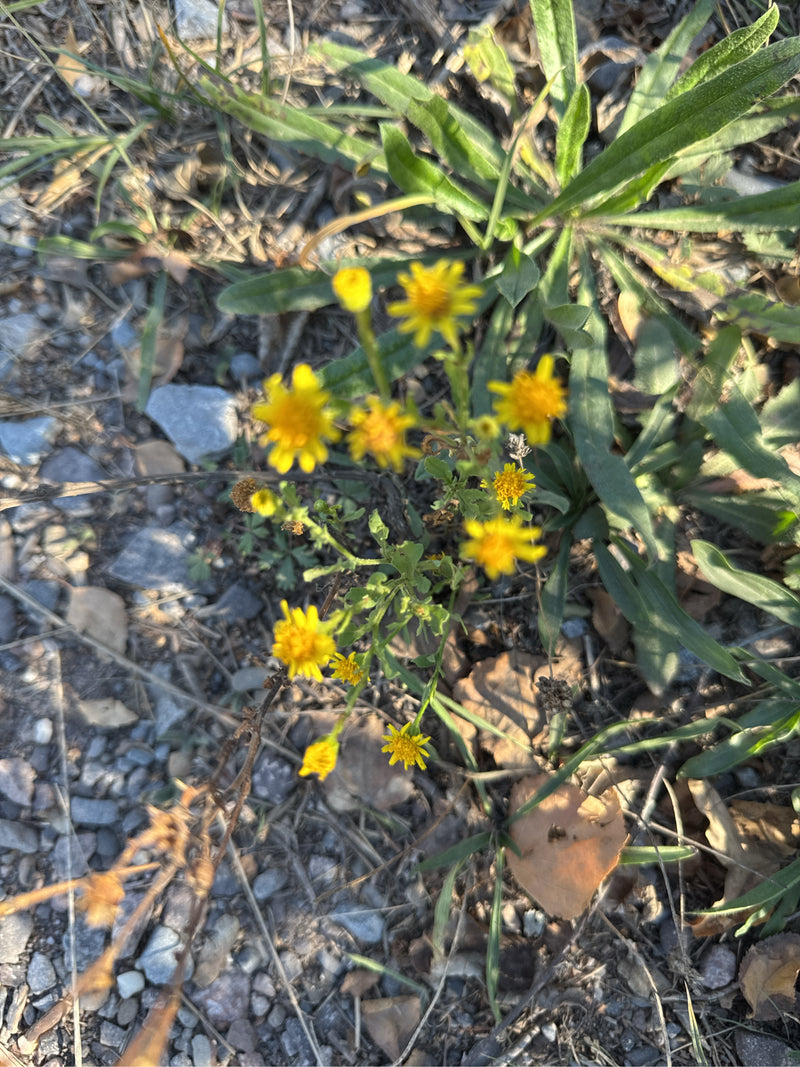 Una pianta di senecione primaverile in fiore con capolini giallo brillante cresce su terreno ghiaioso.