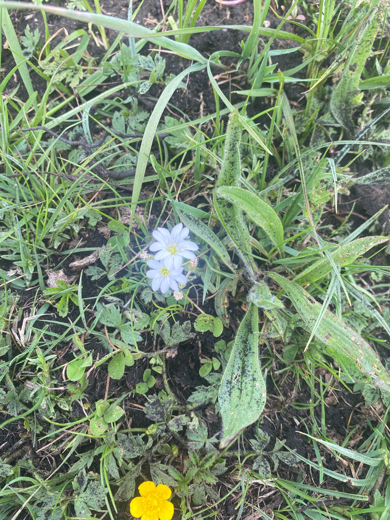 Fiori della fame primaverile — foto 1 di 10