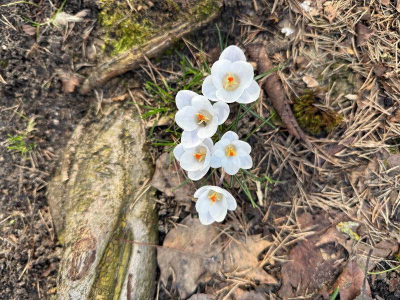 Croco primaverile — Bild 1