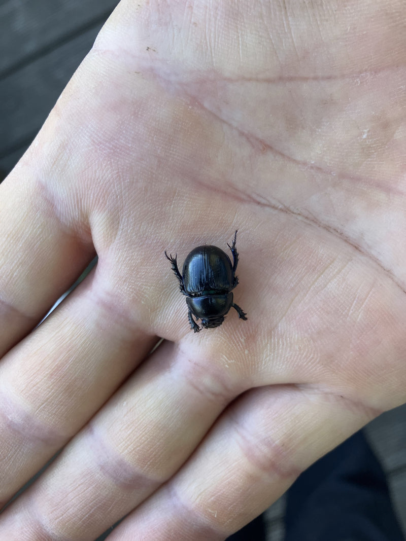 Scarabei stercorari primaverili — Bild 1