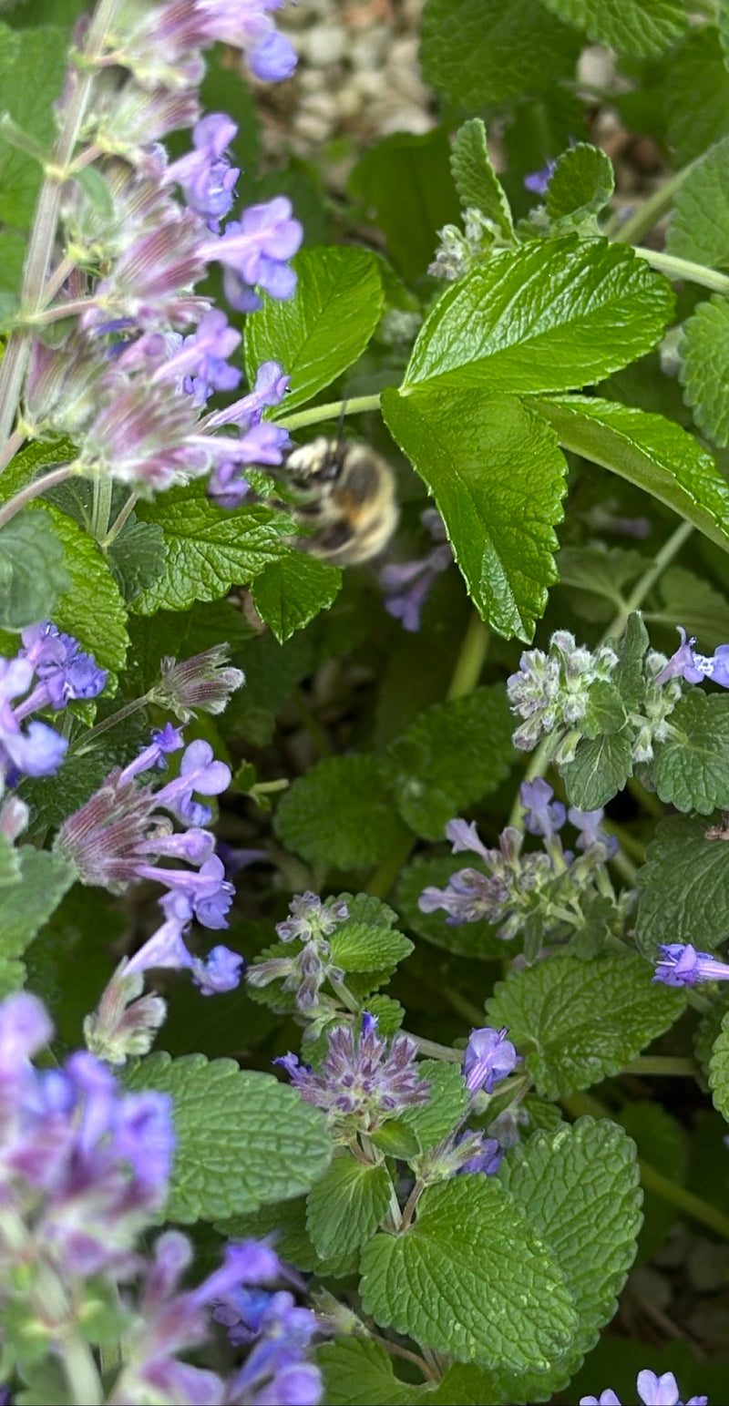 Ape da pelliccia primaverile — Bild 2