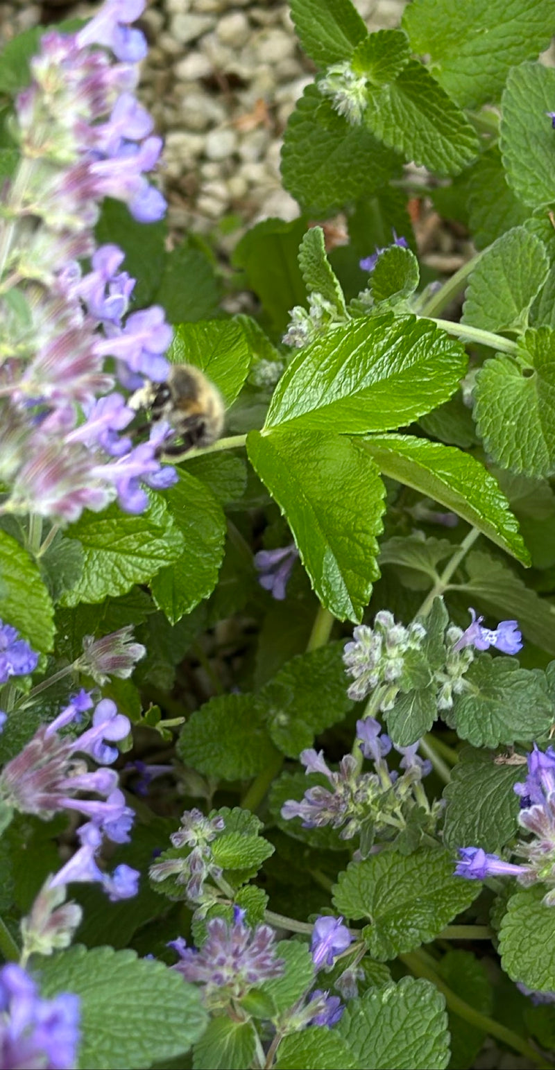 Ape da pelliccia primaverile — Bild 1