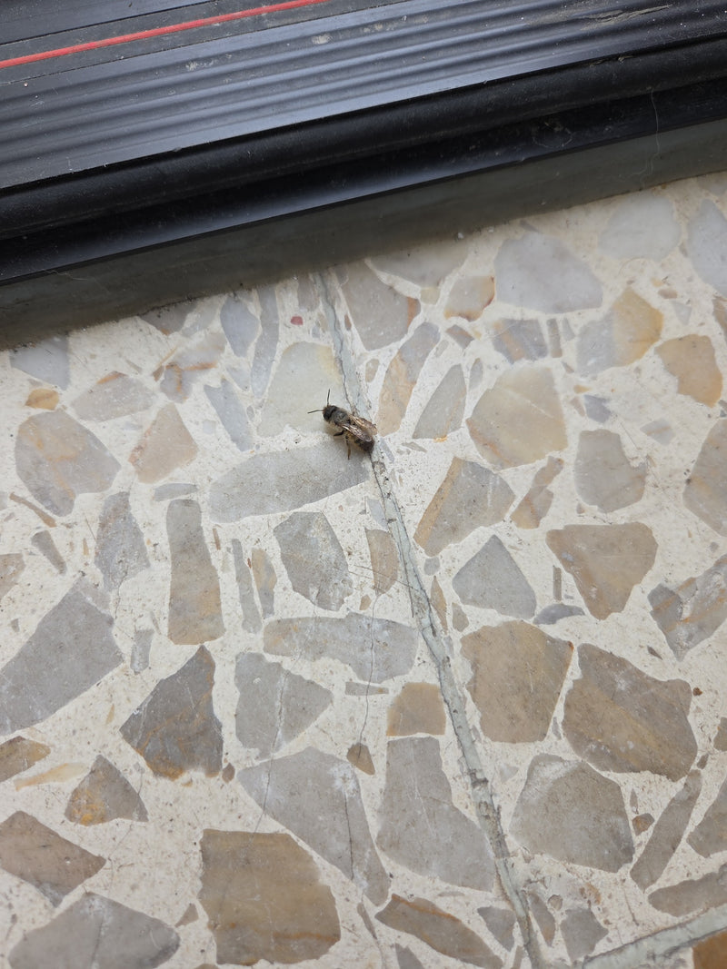 Ape di seta primaverile — Bild 2