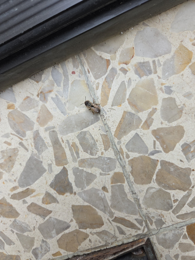 Ape di seta primaverile — Bild 1