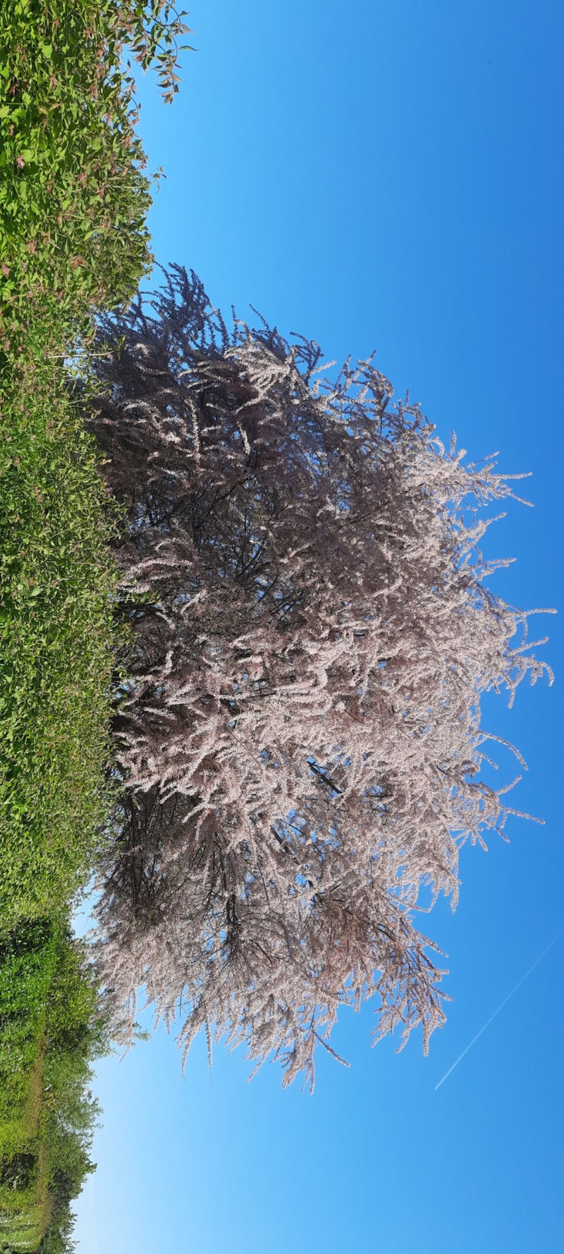 Tamerici primaverili — Bild 1