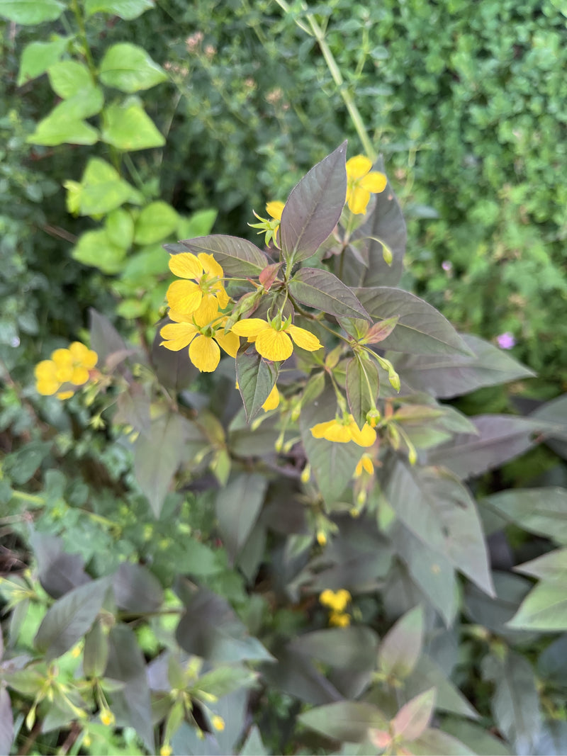 Salcerella sfrangiata (varietà 'Petardo') — Bild 1