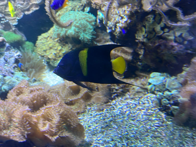 Französischer Kaiserfisch — foto 1 di 1