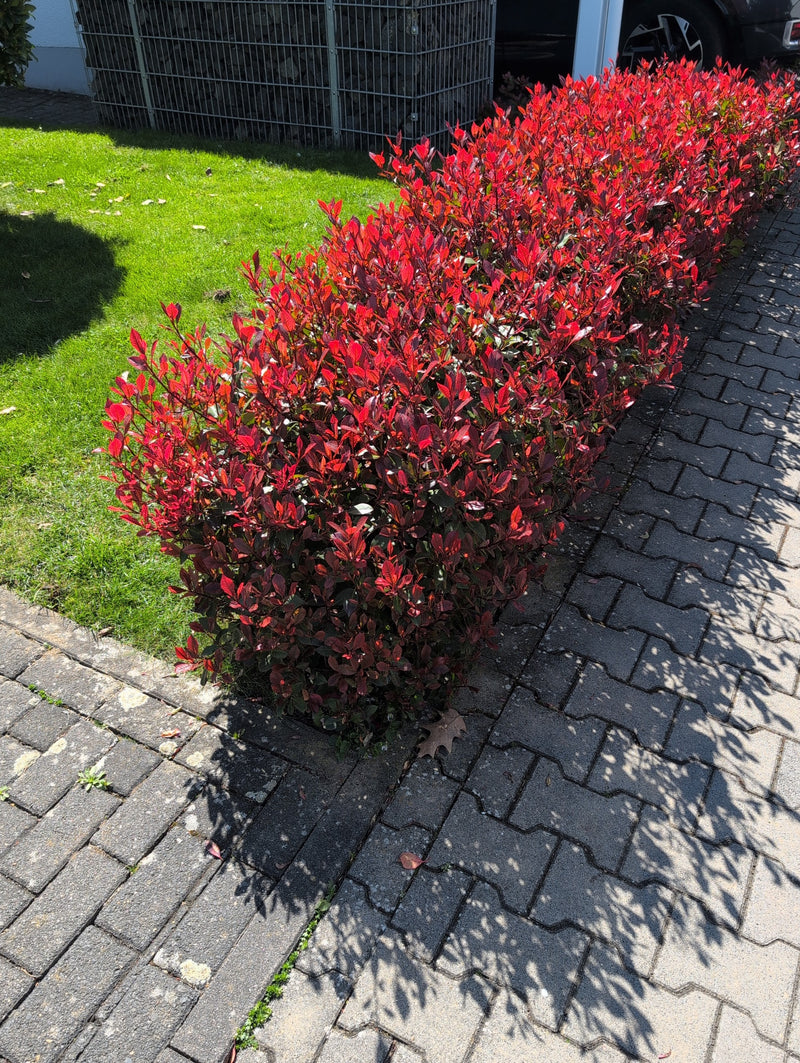 Nespolo lucido — Bild 1