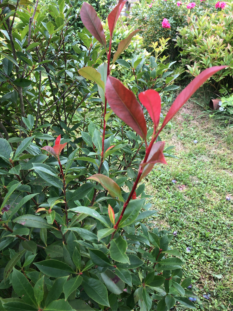 Nespolo lucido — foto 1 di 21