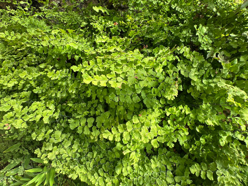 Fitta vegetazione di capelvenere con caratteristiche foglioline a ventaglio verde chiaro e steli sottili e scuri visti dall'alto.