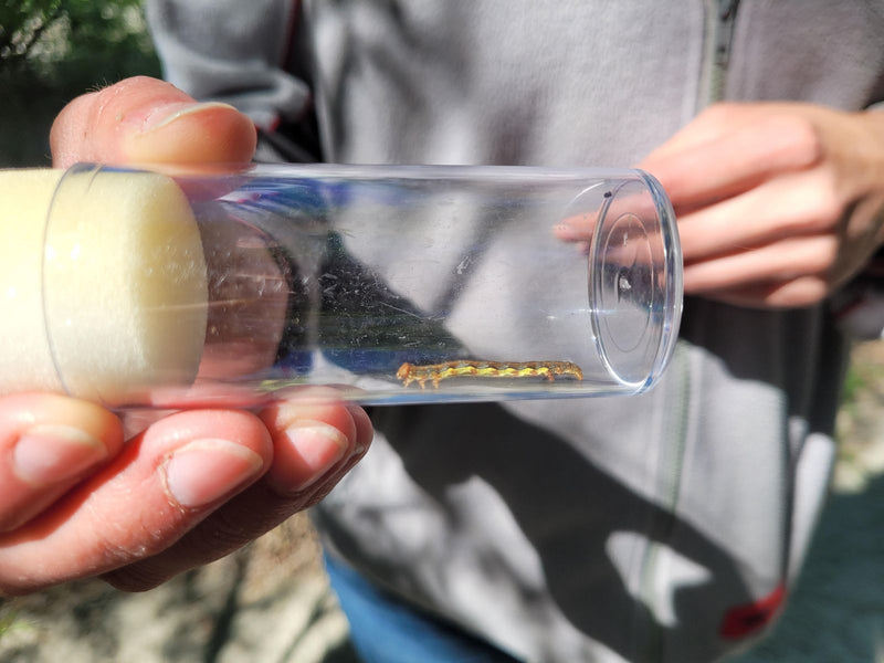 Un bruco di farfalla invernale si trova in un tubo di plastica trasparente tenuto in mano.