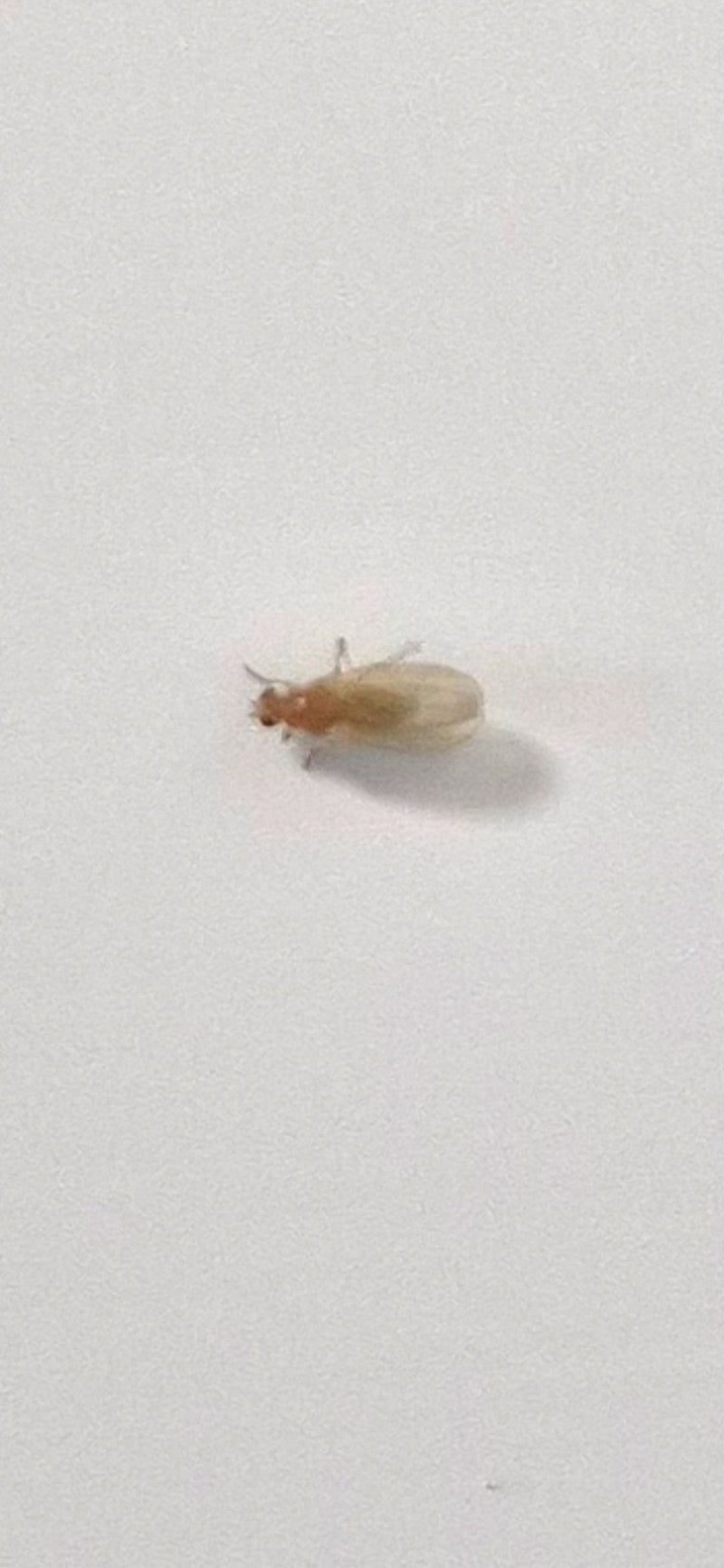 mosca della frutta (crisalide) — foto 3 di 4
