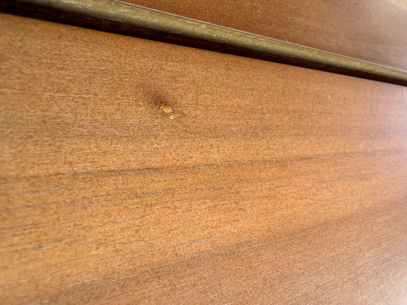 mosca della frutta (crisalide) — foto 1 di 4