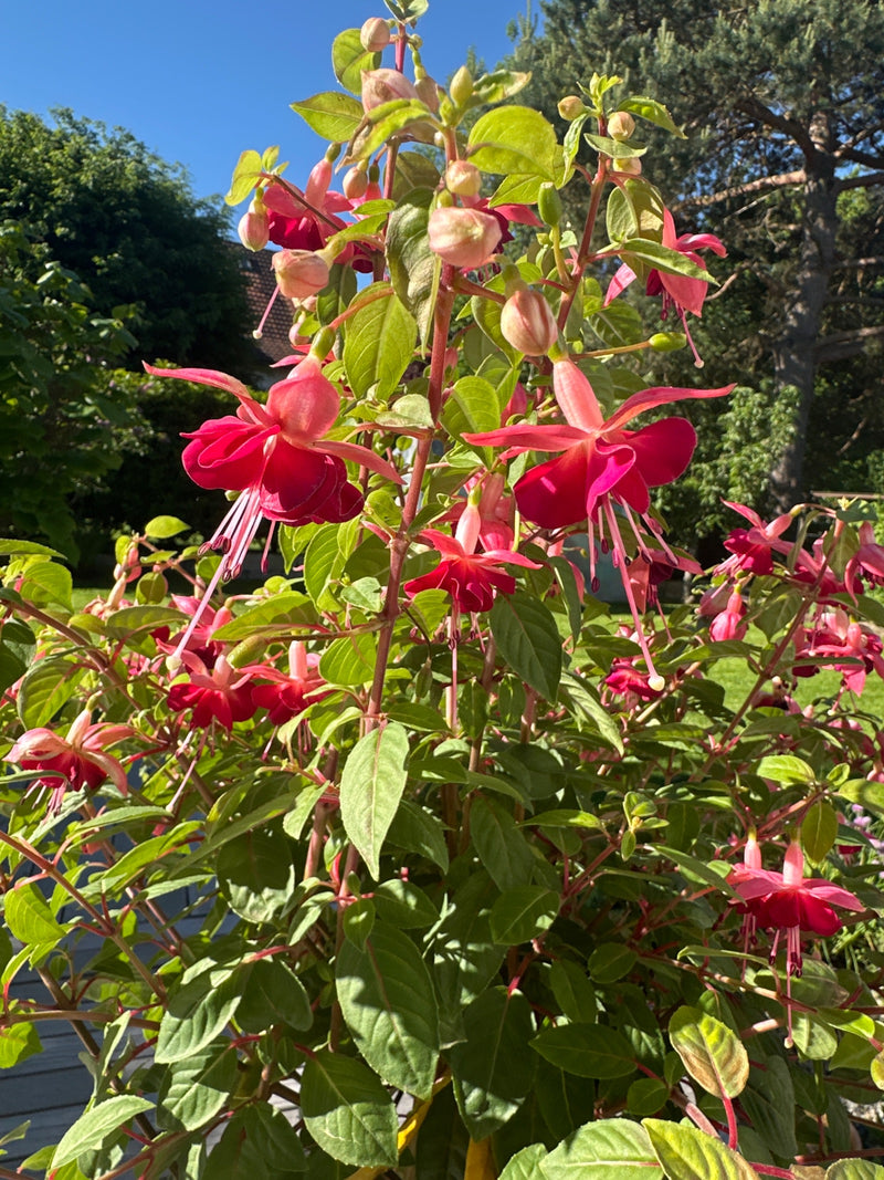 fucsia — Bild 1