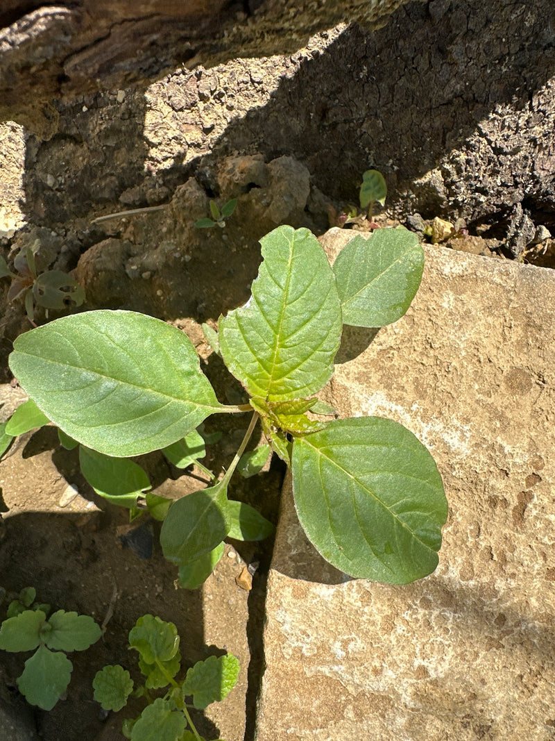 Fuchsschwanz (Amarant) — Bild 1