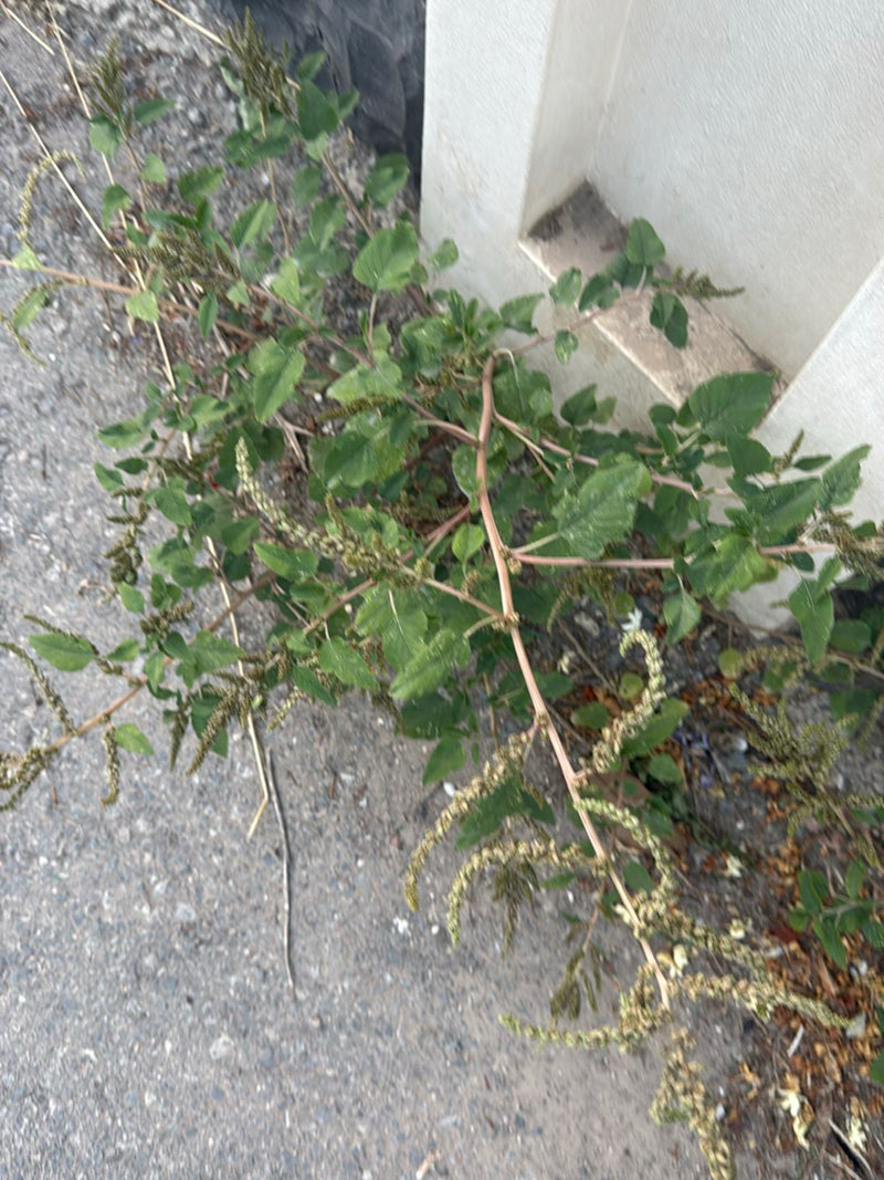 Coda di volpe (amaranto) — foto 5 di 7
