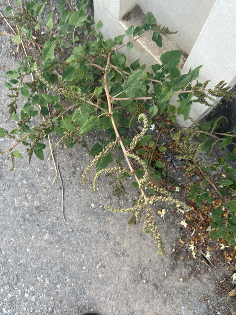 Coda di volpe (amaranto) — foto 4 di 7