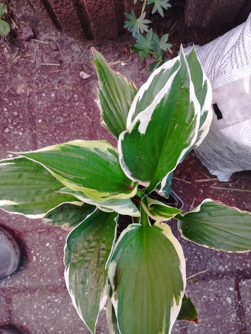 Si vede una hosta in un vaso dall'alto. Le foglie caratteristiche con i margini verde-bianchi sono al centro dell'inquadratura.