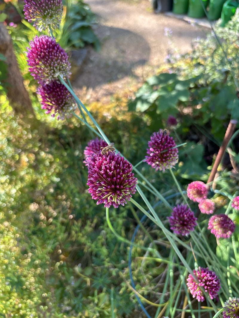 Una piccola apide si trova su un'infiorescenza viola. Lo scatto mostra l'ape dall'alto su un fiore in giardino.