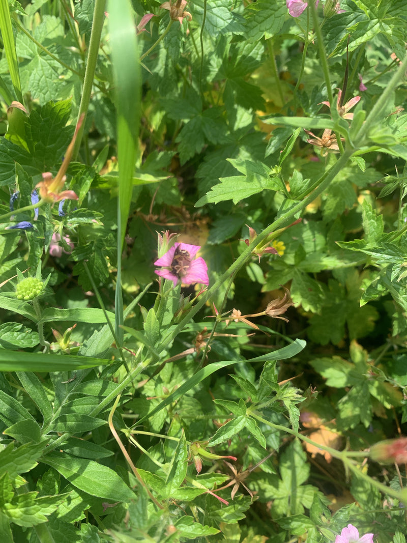 Un piccolo alictide si trova al centro di un fiore rosa, circondato da fogliame verde e steli. L'insetto è riconoscibile sul fiore, ma appare relativamente p...