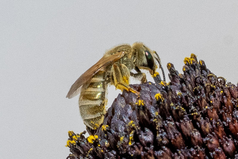 Un'ape scavatrice si trova sul centro scuro di un fiore e raccoglie polline giallo. La vista laterale mostra l'insetto peloso mentre si nutre.