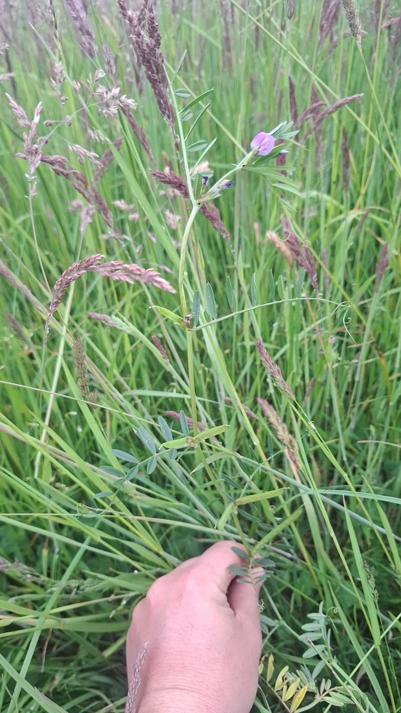 L'immagine mostra una vecia comune con le sue tipiche foglie pennate, viticci e un fiore rosa-porpora. Cresce in mezzo all'erba alta in un prato.