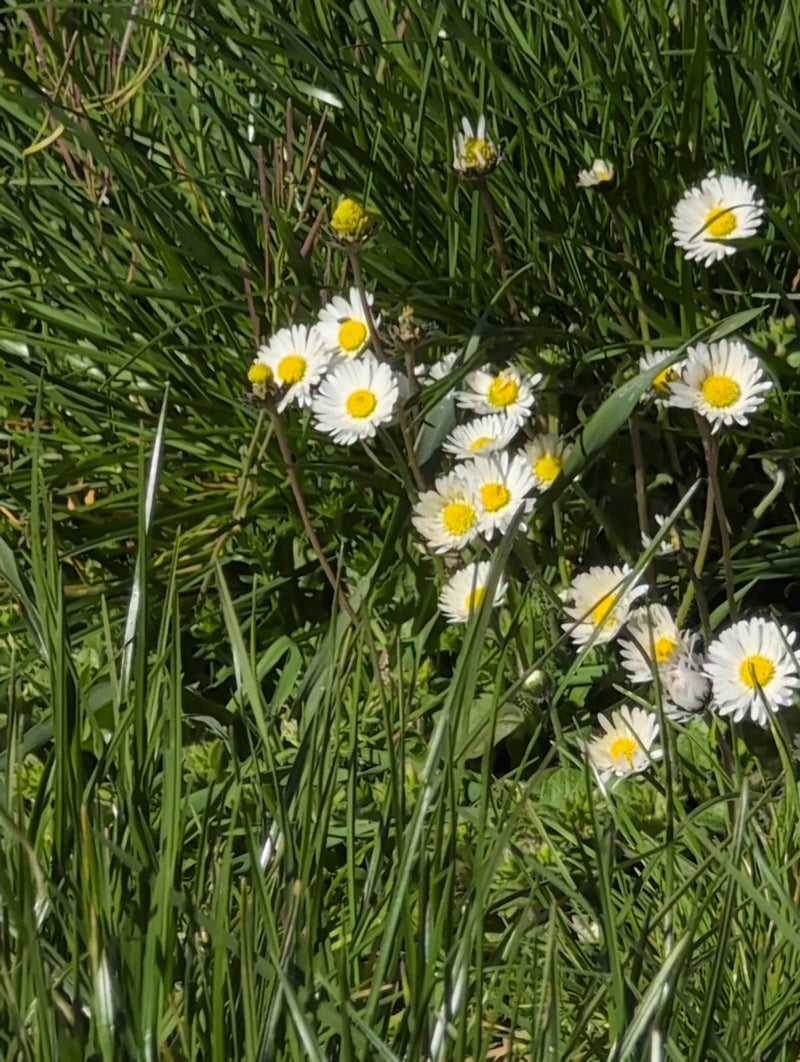 Bellissimo — Bild 1