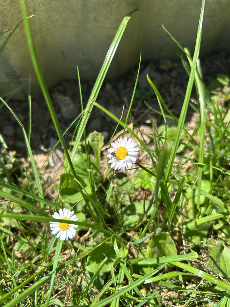 L'immagine mostra due margherite con petali bianchi e centro giallo. Crescono in mezzo all'erba alta in un prato.